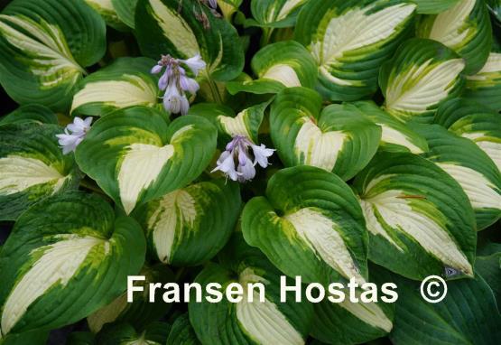 Hosta Summer Music